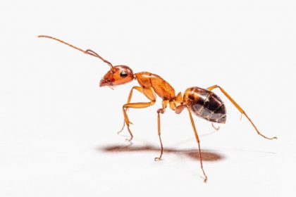 Рыжие муравьи: маленькие насекомые со смертельными укусами