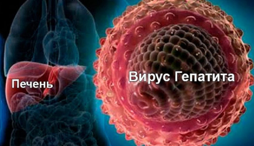 Вирусные гепатиты и их воздействие на организм человека