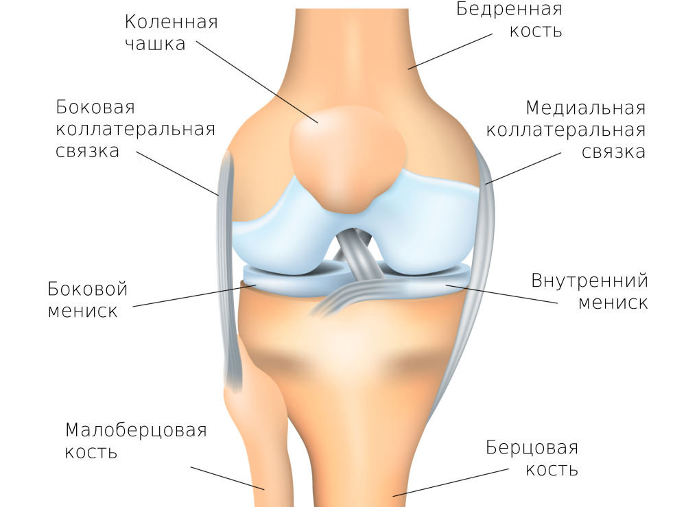Артроз коленного сустава мениск. Коленный сустав строение мениск. Мениски коленный сустав анатомия человека. Мениски коленного сустава анатомия. Строение мениска коленного сустава анатомия.