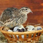 Яйца перепелов и их полезные свойства