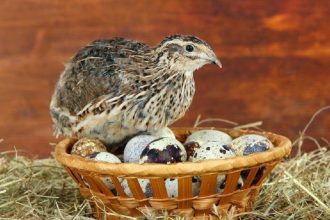 Яйца перепелов и их полезные свойства