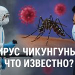 Новый вирус чикунгунья в Китае: что известно о том, как распространяется и передается