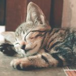 Аллергия на кошек и собак: причины, симптомы и эффективное лечение