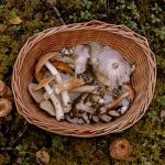 9 правил безопасного сбора грибов: что должен знать каждый грибник