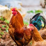 Птичий грипп в Германии: вирус H5N1 угрожает пандемией, предупреждают эксперты