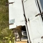 Лабораторные обезьяны с гепатитом C и COVID-19 сбежали после ДТП в США