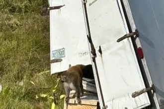 Лабораторные обезьяны с гепатитом C и COVID-19 сбежали после ДТП в США