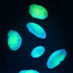 Светящиеся таблетки вместо колоноскопии: что такое и какова их роль в медицине