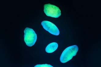 Светящиеся таблетки вместо колоноскопии: что такое и какова их роль в медицине