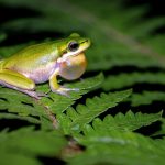 Как кишечник лягушек может помочь в лечении рака: новое открытие ученых