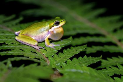 Как кишечник лягушек может помочь в лечении рака: новое открытие ученых