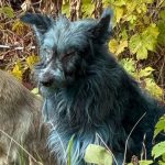 «Синие» собаки Чернобыля: что на самом деле происходит с животными в зоне отчуждения