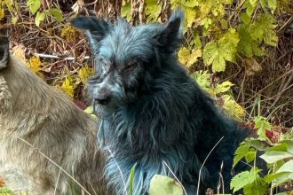 «Синие» собаки Чернобыля: что на самом деле происходит с животными в зоне отчуждения