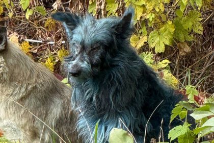 «Синие» собаки Чернобыля: что на самом деле происходит с животными в зоне отчуждения