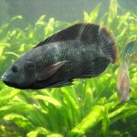 Почему тиляпия может быть опасной для здоровья: эксперты предупреждают о рисках