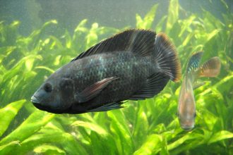 Почему тиляпия может быть опасной для здоровья: эксперты предупреждают о рисках