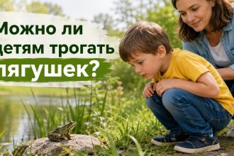 Можно ли детям трогать лягушек: что важно знать родителям весной и летом 2026