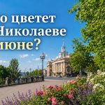 Аллергия и пыльца в Николаеве 2026: что цветет в июне, как избежать и лечить симптомы