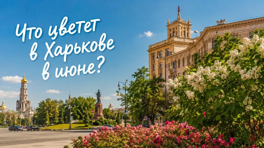 Аллергия и пыльца в Харькове 2026: что цветет в июне, как избежать и лечить симптомы
