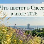 Аллергия и пыльца в Одессе 2026: что цветет в июле, как избежать и лечить симптомы