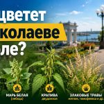 Аллергия и пыльца в Николаеве 2026: что цветет в июле, как избежать и лечить симптомы