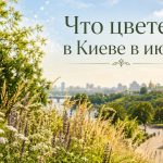Аллергия и пыльца в Киеве 2026: что цветет в июле, как избежать и лечить симптомы