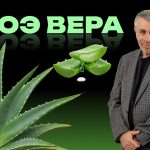 Доктор Комаровский объяснил, когда алоэ вера помогает, а когда это просто маркетинг