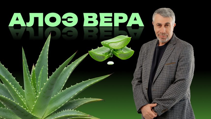 Доктор Комаровский объяснил, когда алоэ вера помогает, а когда это просто маркетинг