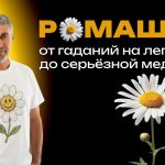 Доктор Комаровский рассказал правду о ромашке: где польза доказана, а где работают мифы