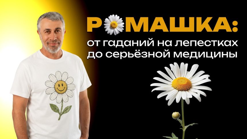 Доктор Комаровский рассказал правду о ромашке: где польза доказана, а где работают мифы