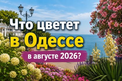Аллергия и пыльца в Одессе 2026: что цветет в августе, как избежать и лечить симптомы