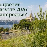 Аллергия и пыльца в Запорожье 2026: что цветет в августе, как избежать и лечить симптомы