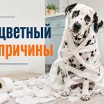 Кал двух цветов: почему стул бывает светлым и тёмным одновременно и когда это опасно
