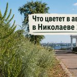 Аллергия и пыльца в Николаеве 2026: что цветет в августе, как избежать и лечить симптомы