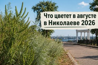 Аллергия и пыльца в Николаеве 2026: что цветет в августе, как избежать и лечить симптомы
