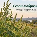 Когда закончится амброзия в Украине в 2026 году: сроки цветения по регионам и когда станет легче аллергикам