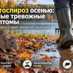 Лептоспироз осенью 2026: первые симптомы после воды, земли и контакта с грызунами