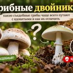 Какие съедобные грибы чаще всего путают с ядовитыми: опасные двойники и главные отличия
