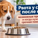 Рвота у собаки после еды: почему питомца тошнит кормом, что делать дома и когда срочно нужен ветеринар