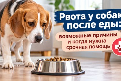 Рвота у собаки после еды: почему питомца тошнит кормом, что делать дома и когда срочно нужен ветеринар